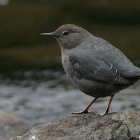 American Dipper standing on a stone in a stream