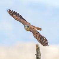 An American Kestrel flies straight toward the viewer before a faded background of mountains