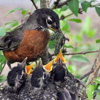 American Robin feeding caterpillars to chicks in nest