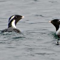 A pair of Ancient Murrelets floating on smooth water