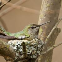 An Anna's Hummingbird sitting on a nest