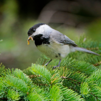 Black-capped Chickadee stands on tree limb with worm in his beak