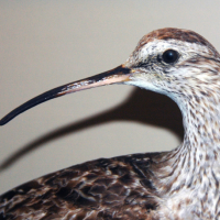 A closeup of a Northern Curlew