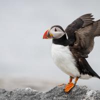 Atlantic Puffin standing on a rocky ledge, and flapping its wings