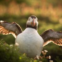 Atlantic Puffin lit by sunlight and facing camera, holding its wings out from its round white body.