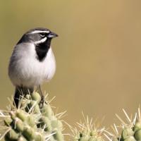 A Black-throated Sparrow perched atop a cactus.