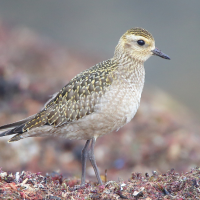 An American Golden-Plover in nonbreeding plumage on the beach.