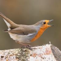 A European Robin singing on a log.
