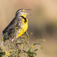 A Western Meadowlark singing from a leafy branch.