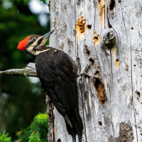 Un pájaro carpintero de color negro, blanco y rojo trepando a un árbol muerto