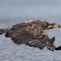 A Bald Eagle in sub-adult brown plumage flying over open water. 