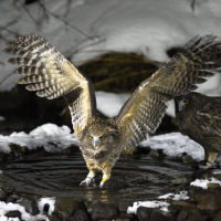 A Blakiston's Fish-Owl catching a fish in a stream with wings spread