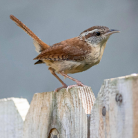 A Carolina Wren perches on a fencetop with tail cocked.