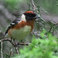 A male Bay-breasted Warbler perched with green foliage in the backgound.