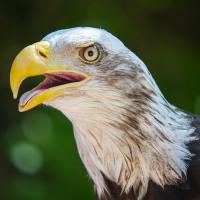 An immature Bald Eagle has its large yellow beak open while it pants to dissipate heat. 