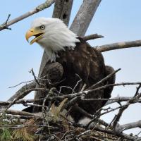 Bald Eagle sitting in its nest – the nest built of interwoven sticks