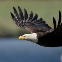 A Bald Eagle flaps its wings, flying close to the ground.