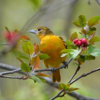 A female Baltimore Oriole looks to her right while facing the camera, showing her bright yellow/orange breast and sharp beak.