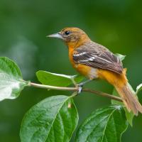 A female Baltimore Oriole on a leafing branch. Seen in profile, she shows a dusty orange color body, brown back and wings with white tips, and slender sharp beak.