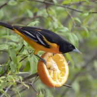 Male Baltimore Oriole perched on half an orange