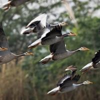 A flock of Bar-headed Geese takes flight close to the ground before a wooded background
