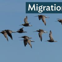 Flock of Bar-tailed Godwits in flight against a clear sky