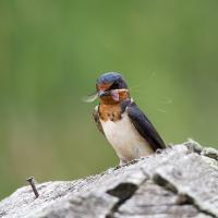 A Barn Swallow holding a captured mayfly in its beak and looking toward the viewer