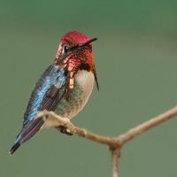 A male Bee Hummingbird perched on a branch