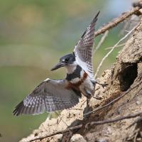A Belted Kingfisher flying out from the opening of its burrow nest.