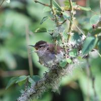 A Bewick's Wren calls from a thin branch in thick vegetation.