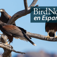 Group of four Harris's Hawks perched in tree, seen against background of hills and blue sky. "BirdNote en Español" appears in the top right corner.