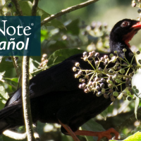 Una chachalaca negra (Penelopina nigra) se esconde en hojas y ramas. "BirdNote en Español" aparece en la esquina superior izquierda.