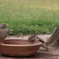 Two babbler birds and a Ground Squirrel look inside of the same bowl.