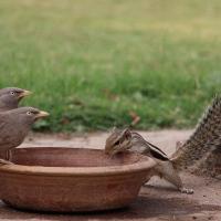 Two babbler birds and a Ground Squirrel look inside of the same bowl.