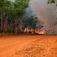 Una foto de una carretera con árboles altos a ambos lados. Al final de la calle, hay una hoguera ardiente con aves volando entre el humo.