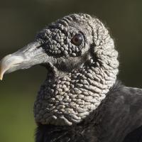 Close up of a Black Vulture's face