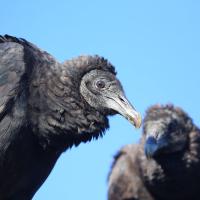 A pair of sitting Black Vultures seen against a clear blue sky