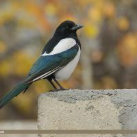 Black-billed Magpie showing its black head and beak, white breast, iridescent blue green wings and white shoulder