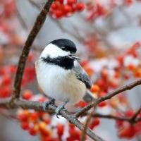 Black-capped Chickadee holding a sunflower seed in its beak while sitting on fruiting branch