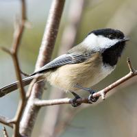 Black-capped Chickadee perched on branch