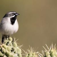 A Black-throated Sparrow perching on a cactus against a blurred brown background.