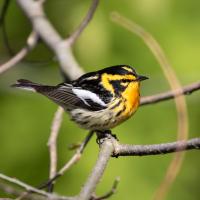 Blackburnian Warbler perched on leafy branch and showing its bright orange breast, and black-and-orange striped head and dark wings