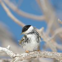 Black-poll Warbler sits on silvery branches with blue sky in the background