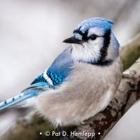 Blue Jay facing forward, looking to its right. Pale gray breast with light and dark blue markings on head and wings.