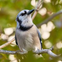 A Blue Jay perched amidst leafy greenery and dappled light. The bird is looking up and to its left in a contemplative pose.