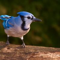 Blue Jay perched on log, looking to its left