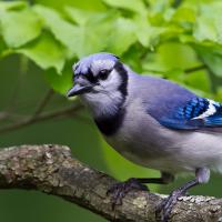 Blue Jay in closeup, showing the light blue/gray body with bright blue on wings and black mask and collar markings