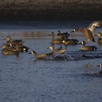 Blue-winged Teal flock