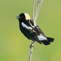 A male Bobolink seen in profile clinging to a slender reed and singing