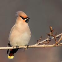 Bohemian Waxwing perched on branch